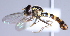  (Sphaerophoria shirchan - CNC Diptera 229460)  @12 [ ] CreativeCommons - Attribution Non-Commercial Share-Alike (2014) Jeffrey H. Skevington Agriculture and Agri-Food Canada