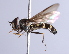  (Dasysyrphus lenensis - CNC Diptera 229519)  @13 [ ] CreativeCommons - Attribution Non-Commercial Share-Alike (2014) Jeffrey H. Skevington Agriculture and Agri-Food Canada