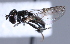  ( - CNC Diptera 229721)  @13 [ ] CreativeCommons - Attribution Non-Commercial Share-Alike (2014) Jeffrey H. Skevington Agriculture and Agri-Food Canada