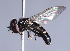  ( - CNC Diptera 229792)  @13 [ ] CreativeCommons - Attribution Non-Commercial Share-Alike (2014) Jeffrey H. Skevington Agriculture and Agri-Food Canada