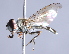  ( - CNC Diptera 229797)  @14 [ ] CreativeCommons - Attribution Non-Commercial Share-Alike (2014) Jeffrey H. Skevington Agriculture and Agri-Food Canada