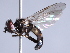  ( - CNC Diptera 229831)  @12 [ ] CreativeCommons - Attribution Non-Commercial Share-Alike (2014) Jeffrey H. Skevington Agriculture and Agri-Food Canada