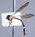  ( - CNC Diptera 229892)  @12 [ ] CreativeCommons - Attribution Non-Commercial Share-Alike (2014) Jeffrey H. Skevington Agriculture and Agri-Food Canada