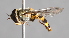  ( - CNC Diptera 229985)  @14 [ ] CreativeCommons - Attribution Non-Commercial Share-Alike (2014) Jeffrey H. Skevington Agriculture and Agri-Food Canada