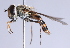  (Parasyrphus altimontanus - Jeff Skevington Specimen 30371)  @13 [ ] CreativeCommons - Attribution Non-Commercial Share-Alike (2014) Jeffrey H. Skevington Agriculture and Agri-Food Canada