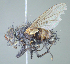  (Opsophasiopteryx sp. 1GnsNr - USNM1395862)  @11 [ ] (by) (2020) Unspecified Wright State University