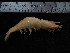  (Acanthephyridae - UNMDP-TAL II-III_002)  @14 [ ] CreativeCommons - Attribution Non-Commercial Share-Alike (2014) Unspecified Laboratorio de Zoología de Invertebrados