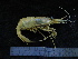  ( - UNMDP-TAL II-III_016)  @11 [ ] CreativeCommons - Attribution Non-Commercial Share-Alike (2014) Unspecified Laboratorio de Zoología de Invertebrados