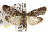  (Oneida mejona - TAMUICEGR-0549)  @14 [ ] CreativeCommons - Attribution (2010) CBG Photography Group Centre for Biodiversity Genomics