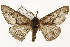  (Nacophora mexicanaria - TAMUICEGR-0707)  @11 [ ] CreativeCommons - Attribution (2010) CBG Photography Group Centre for Biodiversity Genomics