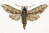  (Sphinx dollii australis - TAMUICEGR-0770)  @15 [ ] CreativeCommons - Attribution (2010) CBG Photography Group Centre for Biodiversity Genomics
