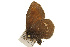  (Erebia theano - TAMUICEGR-0922)  @11 [ ] CreativeCommons - Attribution (2010) CBG Photography Group Centre for Biodiversity Genomics