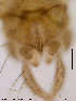  (Tanytarsus clivosus - FA18-15)  @11 [ ] CreativeCommons - Attribution Non-Commercial Share-Alike (2015) NTNU University Museum, Department of Natural History NTNU University Museum, Department of Natural History