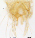  (Tanytarsus obiriciae - FA31-32)  @12 [ ] CreativeCommons - Attribution Non-Commercial Share-Alike (2015) NTNU University Museum, Department of Natural History NTNU University Museum, Department of Natural History