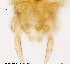  (Tanytarsus riopreto cf - FA7-42)  @11 [ ] CreativeCommons - Attribution Non-Commercial Share-Alike (2015) NTNU University Museum, Department of Natural History NTNU University Museum, Department of Natural History