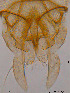  (Tanytarsus formosanus - GXQZ02)  @13 [ ] CreativeCommons - Attribution Non-Commercial Share-Alike (2014) NTNU University Museum, Department of Natural History NTNU University Museum, Department of Natural History