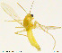  (Tanytarsus ovatus - WNSGL01)  @13 [ ] CreativeCommons - Attribution Non-Commercial Share-Alike (2014) NTNU University Museum, Department of Natural History NTNU University Museum, Department of Natural History