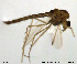  (Tanytarsus fuscithorax - XL199)  @13 [ ] CreativeCommons - Attribution Non-Commercial Share-Alike (2014) NTNU University Museum, Department of Natural History NTNU University Museum, Department of Natural History