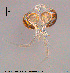  ( - XL315)  @12 [ ] CreativeCommons - Attribution Non-Commercial Share-Alike (2015) NTNU University Museum, Department of Natural History NTNU University Museum, Department of Natural History