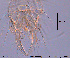  ( - XL371)  @11 [ ] CreativeCommons - Attribution Non-Commercial Share-Alike (2015) NTNU University Museum, Department of Natural History NTNU University Museum, Department of Natural History