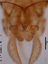  (Tanytarsus buchonius - XL401)  @11 [ ] CreativeCommons - Attribution Non-Commercial Share-Alike (2015) NTNU University Museum, Department of Natural History NTNU University Museum, Department of Natural History