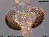  (Tanytarsus shouautumnalis - XL422)  @14 [ ] CreativeCommons - Attribution Non-Commercial Share-Alike (2015) NTNU University Museum, Department of Natural History NTNU University Museum, Department of Natural History