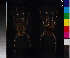  (Acanthoscurria geniculata - BIOGU00532-H06)  @11 [ ] CreativeCommons - Attribution (2014) Michael Morra Centre for Biodiversity Genomics