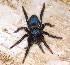  (Sahydroaraneus - BL-1036X1-C08)  @11 [ ] No Rights Reserved (2017) Jakub Skowronek University of Guelph