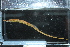  (Lophocampus torrentius - RTWF_084)  @11 [ ] CreativeCommons - Attribution Non-Commercial Share-Alike (2024) Nicolas Charpin Museum national d'Histoire naturelle