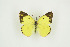  (Colias marnoana - BC-TB9372)  @13 [ ] Copyright (2012) Thierry Bouyer Research Collection of Thierry Bouyer