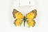  (Colias electo murphyi - BC-TB8423)  @14 [ ] Copyright (2011) Thierry Bouyer Research Collection of Thierry Bouyer