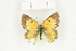  (Colias electo murphyi - BC-TB8425)  @14 [ ] Copyright (2011) Thierry Bouyer Research Collection of Thierry Bouyer