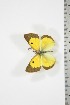  (Colias electo jolyi - BC-TB3719)  @12 [ ] Copyright (2010) Unspecified Research Collection of Thierry Bouyer