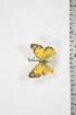  (Colias electo meneliki - BC-TB3723)  @12 [ ] Copyright (2010) Unspecified Research Collection of Thierry Bouyer