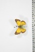  (Colias manengoubensis - BC-TB3730)  @13 [ ] Copyright (2010) Unspecified Research Collection of Thierry Bouyer