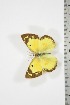  (Colias electo mukana - BC-TB3741)  @14 [ ] Copyright (2010) Unspecified Research Collection of Thierry Bouyer