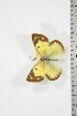  (Colias electo mukana - BC-TB3746)  @14 [ ] Copyright (2010) Unspecified Research Collection of Thierry Bouyer