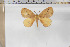  (Epijana latifasciata - BC-TB5863)  @13 [ ] Copyright (2010) Thierry Bouyer Unspecified
