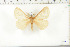  (Phyllalia alboradiata - BC-TB6278)  @12 [ ] Copyright (2010) Thierry Bouyer Unspecified