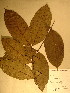  (Korupodendron songweanum - GiD0989)  @11 [ ] No Rights Reserved  NRR Unspecified