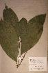  (Sorindeia juglandifolia - Sorijugl_PM4827)  @11 [ ] No Rights Reserved  NRR Unspecified