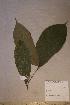  (Grewia coriacea - Micrcori_PM5194)  @11 [ ] No Rights Reserved  NRR Unspecified