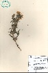  (Hygrophila auriculata - 120037)  @11 [ ] Copyright (2000) R&D Center The Himalaya Drug Company