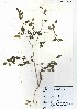  (Moringaceae - RRCBI -hm 005)  @11 [ ] Copyrights (2022) R&D Center Himalaya Wellness  Company
