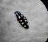  (Buprestis quadrimaculatus - ABOL-BioBlitz22-0942)  @11 [ ] CC-BY-SA (2023) Unspecified private