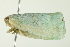  (Flatormenis proxima - TDWG-0443)  @14 [ ] CreativeCommons - Attribution (2010) CBG Photography Group Centre for Biodiversity Genomics