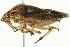  (Trichopepla semivittata - TDWG-0411)  @13 [ ] CreativeCommons - Attribution (2010) CBG Photography Group Centre for Biodiversity Genomics