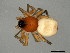  (Ceratinopsis swanea - TDWG-0912)  @13 [ ] CreativeCommons - Attribution (2010) CBG Photography Group Centre for Biodiversity Genomics