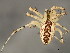  (Pityohyphantes costatus - TDWG-1037)  @15 [ ] CreativeCommons - Attribution (2010) CBG Photography Group Centre for Biodiversity Genomics