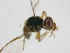  (Bactrocera Sp.8 - cau01154)  @12 [ ] CreativeCommons - Attribution Non-Commercial Share-Alike (2010) China Agricutural University, Insect Collection China Agricutural University, Insect Collection